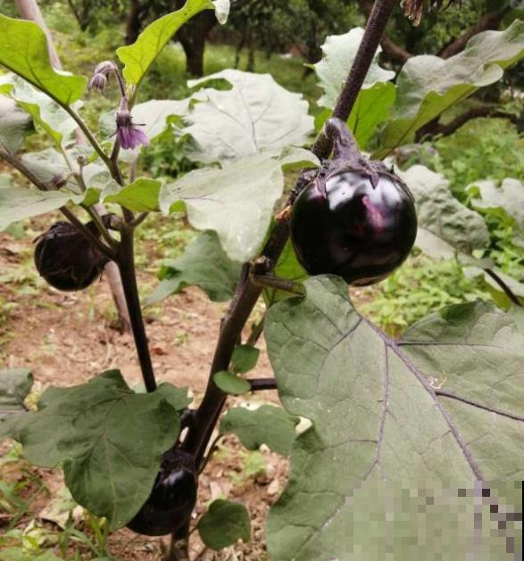 邻居种的茄子，两只手才能抓过来，到底咋种地？