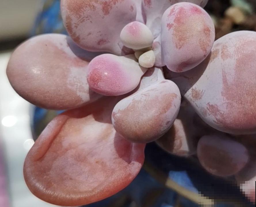 夏天养多肉，这3种情况不能忽略，不然多肉都死