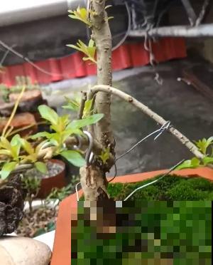 杨梅加“水”，就能做盆景，5个步骤，打造高雅水杨梅盆景