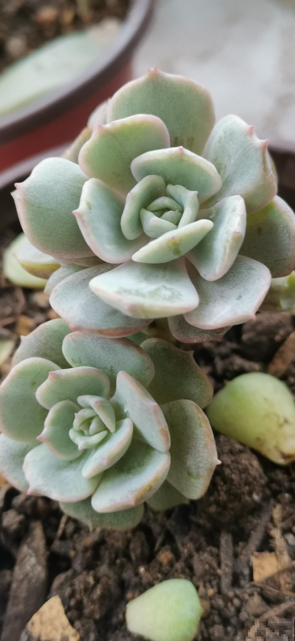 前方有花粉，花粉过敏者请小心！当然，也有花对你友好