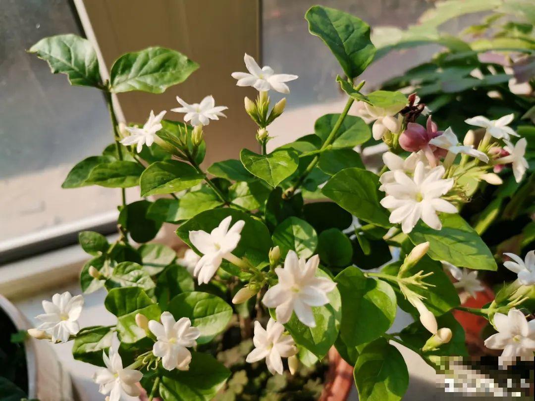 养花“黑名单”实在太难养，心累