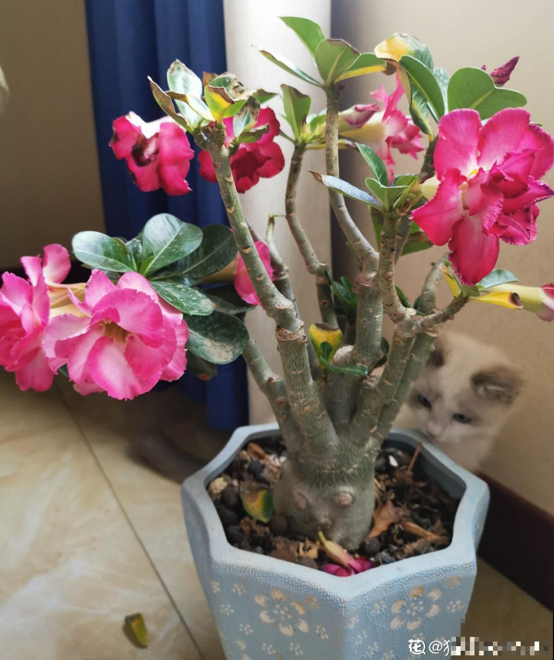 9个开花劳模，施肥不能停，不然越养越差劲