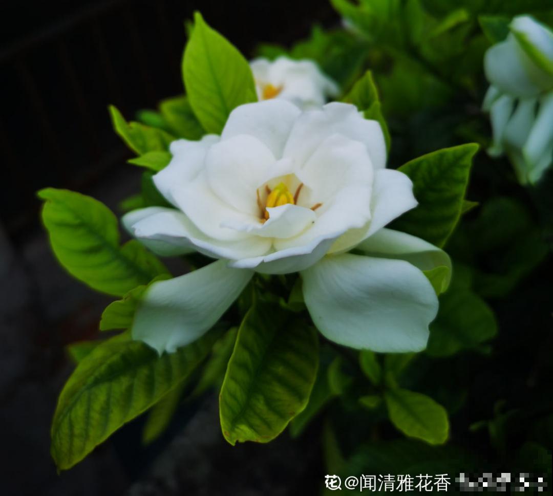 10种“脏脏”花，爱干净的人别养，会招虫子