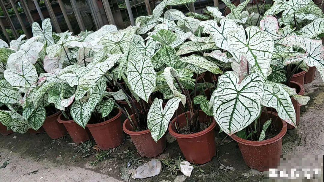 10种花,看着贵气有格调,实际价格很便宜 10种花,看着贵气有格调,实际价格很便宜