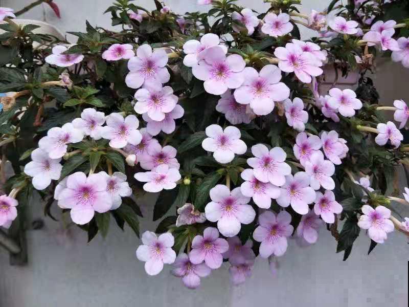 1种花特耐阴，开花像是小喇叭，花量巨大