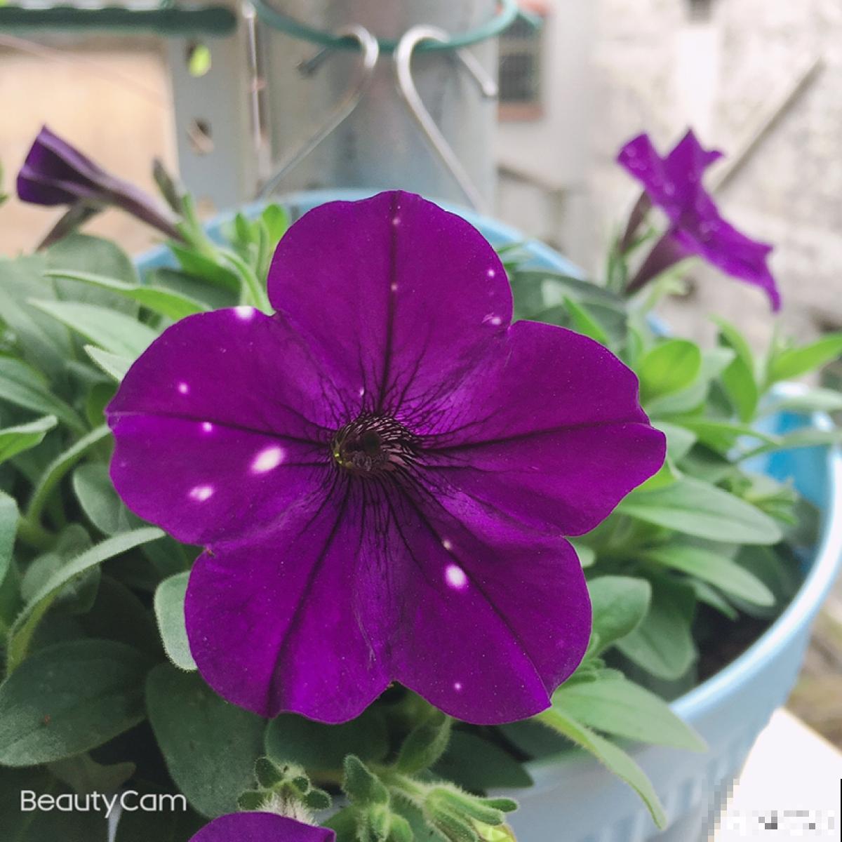 家庭首选矮牵牛，选择多多，每株都不同