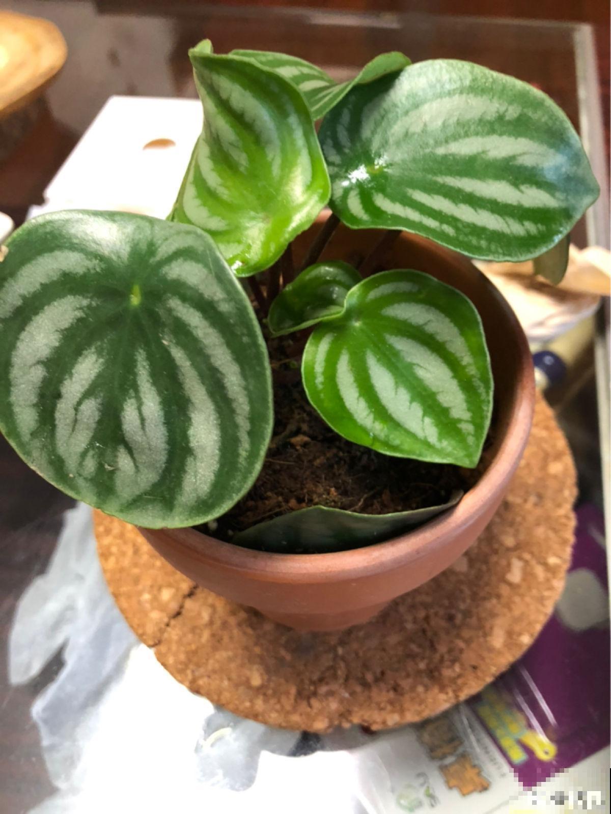 西瓜皮椒草暗淡无光，掌握这5步养护，家里也能赏“西瓜”