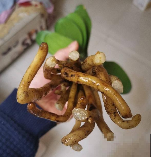 秋天给花换盆,要注意3要点,植物越长越壮 秋天给花换盆,要注意3要点,植物越长越壮