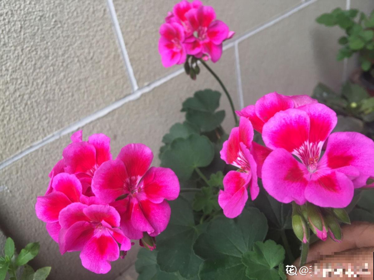 3种花马上要醒了,抓住时机养护,秋天呼呼冒新芽 3种花马上要醒了,抓住时机养护,秋天呼呼冒新芽