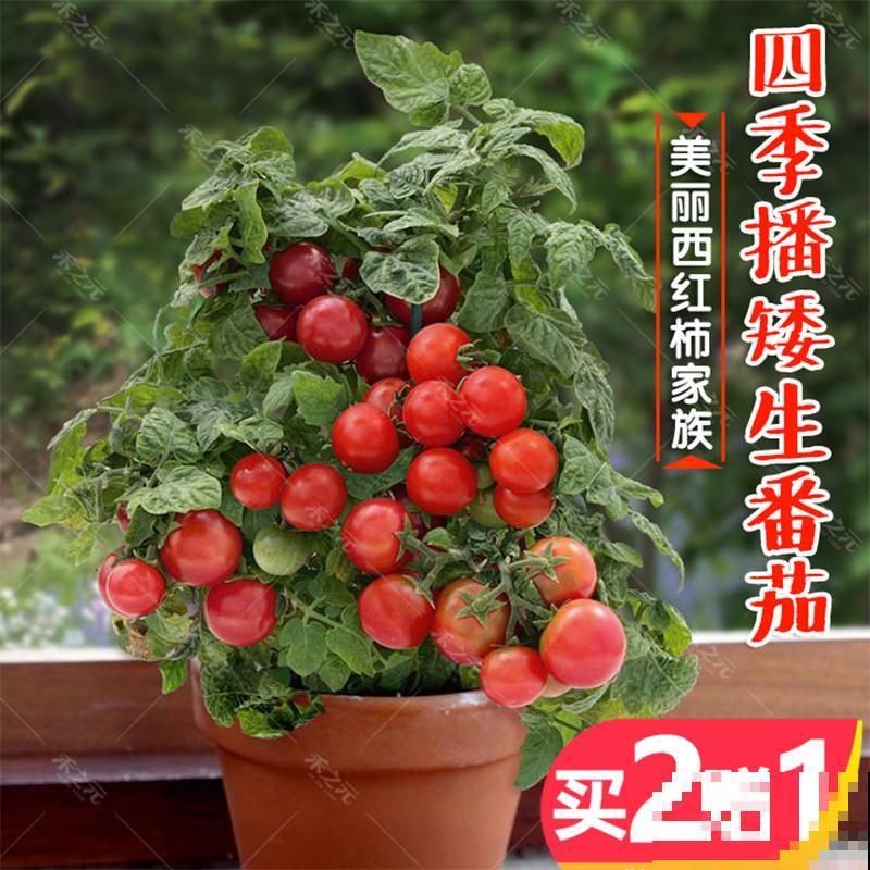 7种最适合阳台养殖的水果，成活率高，果香飘满屋