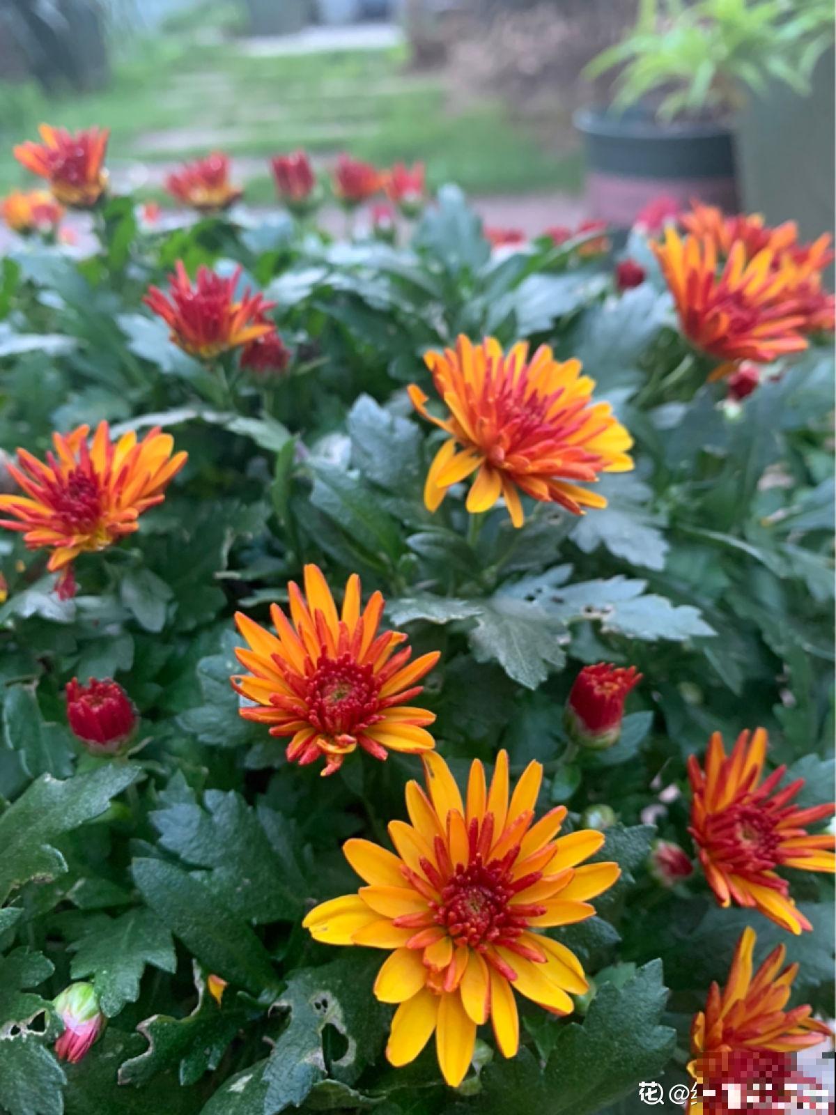 1种花开爆很容易,适合那些绿萝都能养死的人,成就感满满 1种花开爆很容易,适合那些绿萝都能养死的人,成就感满满