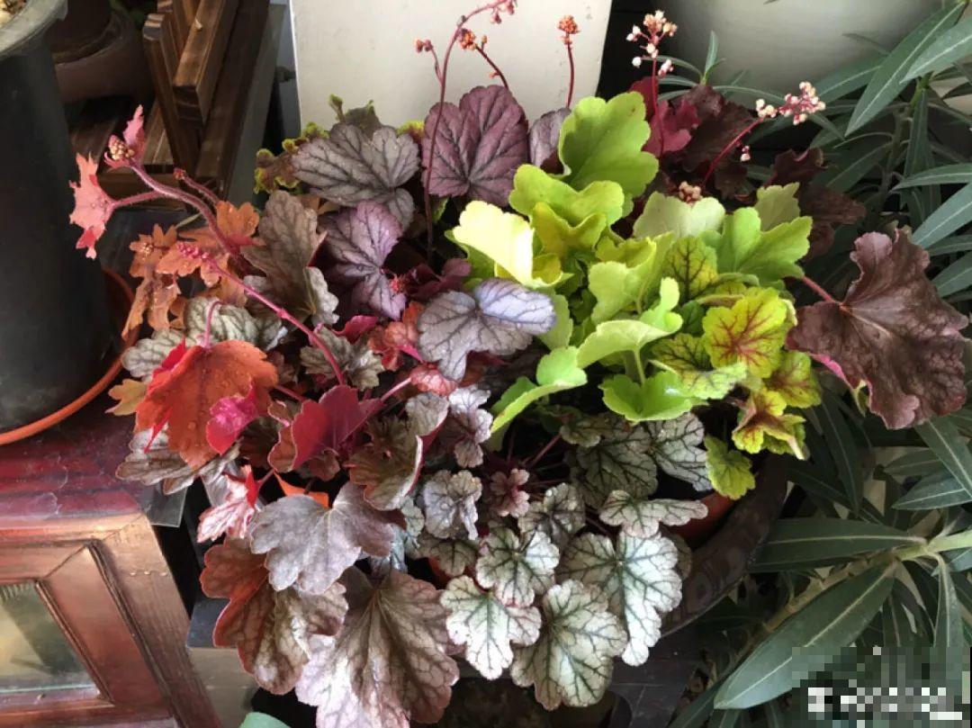 家里别只养绿萝,15种精致耐阴花,光照不好也能长很美 家里别只养绿萝,15种精致耐阴花,光照不好也能长很美