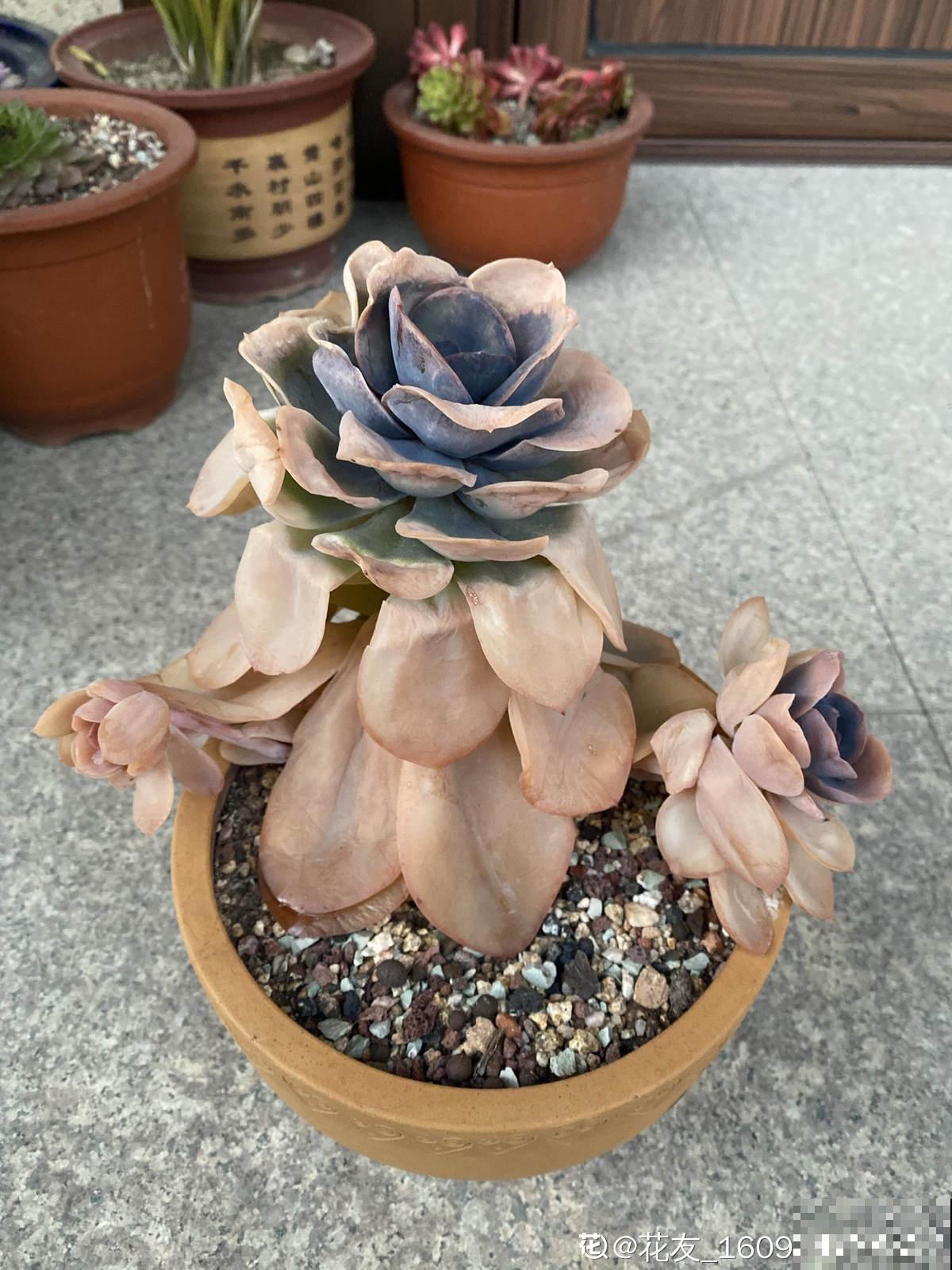 高温预警，先别种这4种花，夏天养好算我输