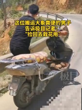 男子追在大象后，捡一筐大象粪，居然是为了养花