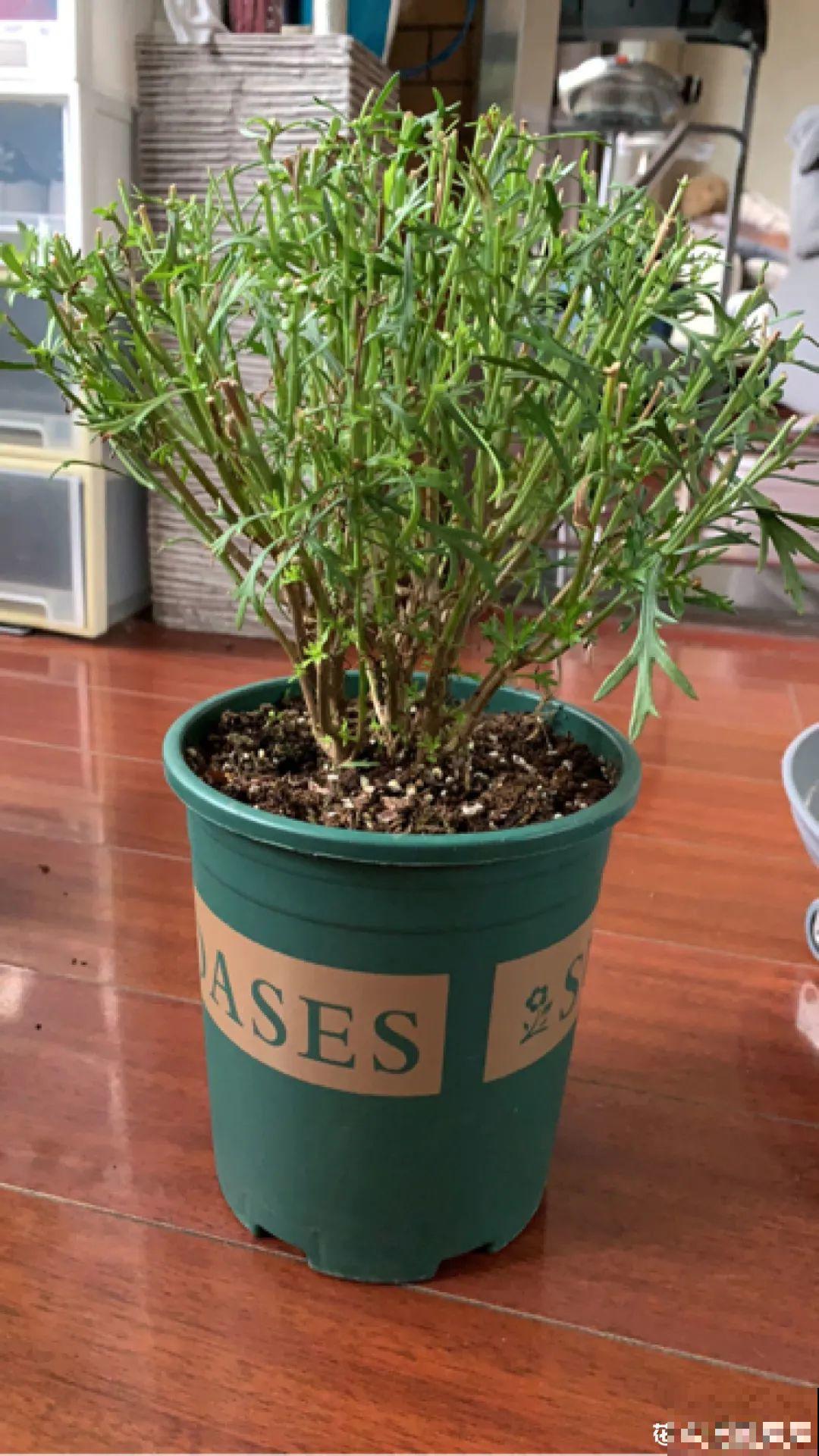 警惕秋老虎，别让你的花，度过夏天，却死在秋天