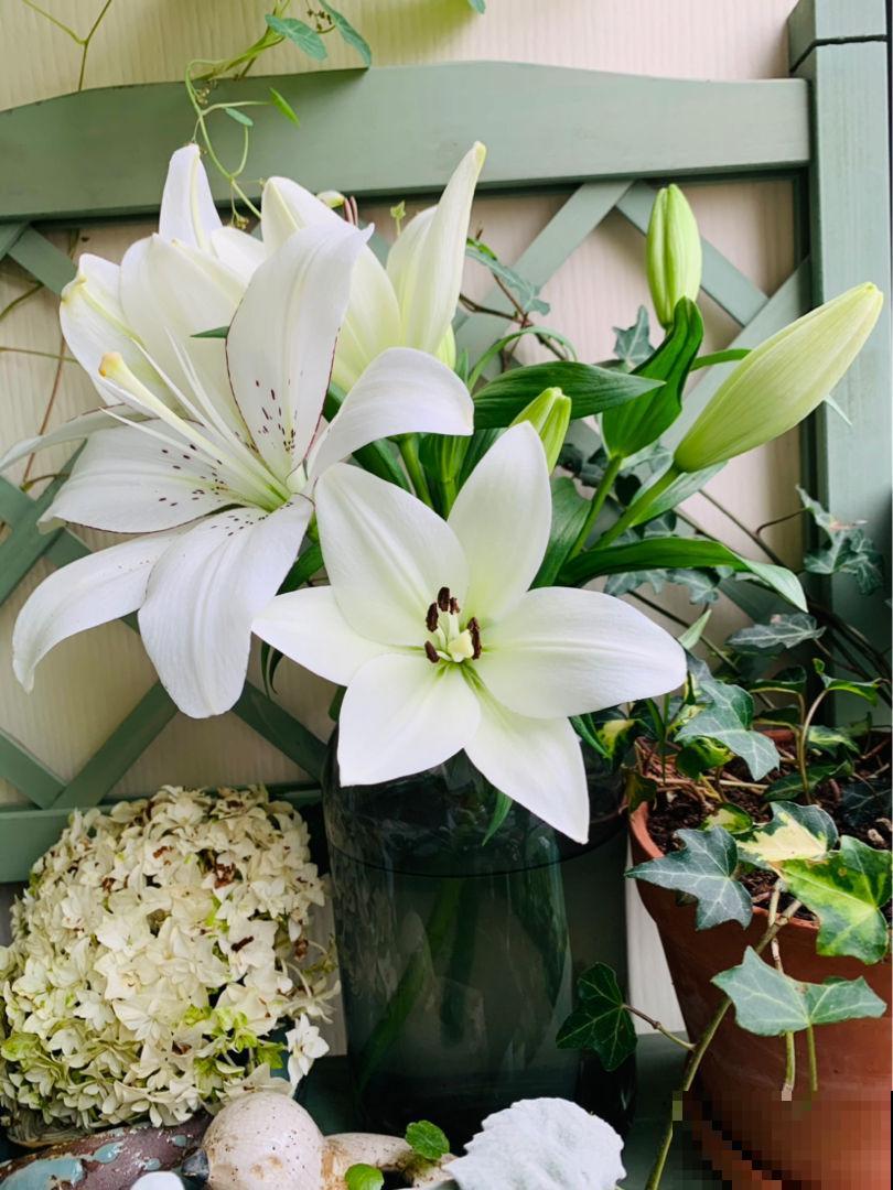 夏天养花浇水是个大问题，注意3个要点，浇水一点都不愁