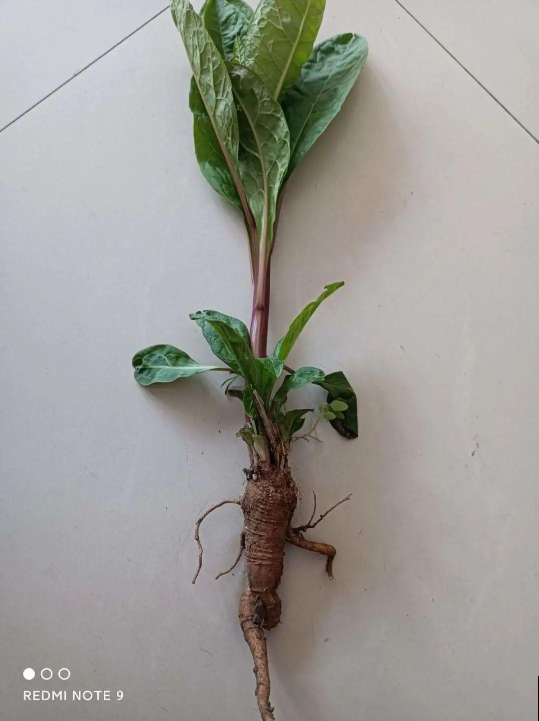 家门口长出这10种草,赶紧拔掉,不然会惹麻烦 家门口长出这10种草,赶紧拔掉,不然会惹麻烦