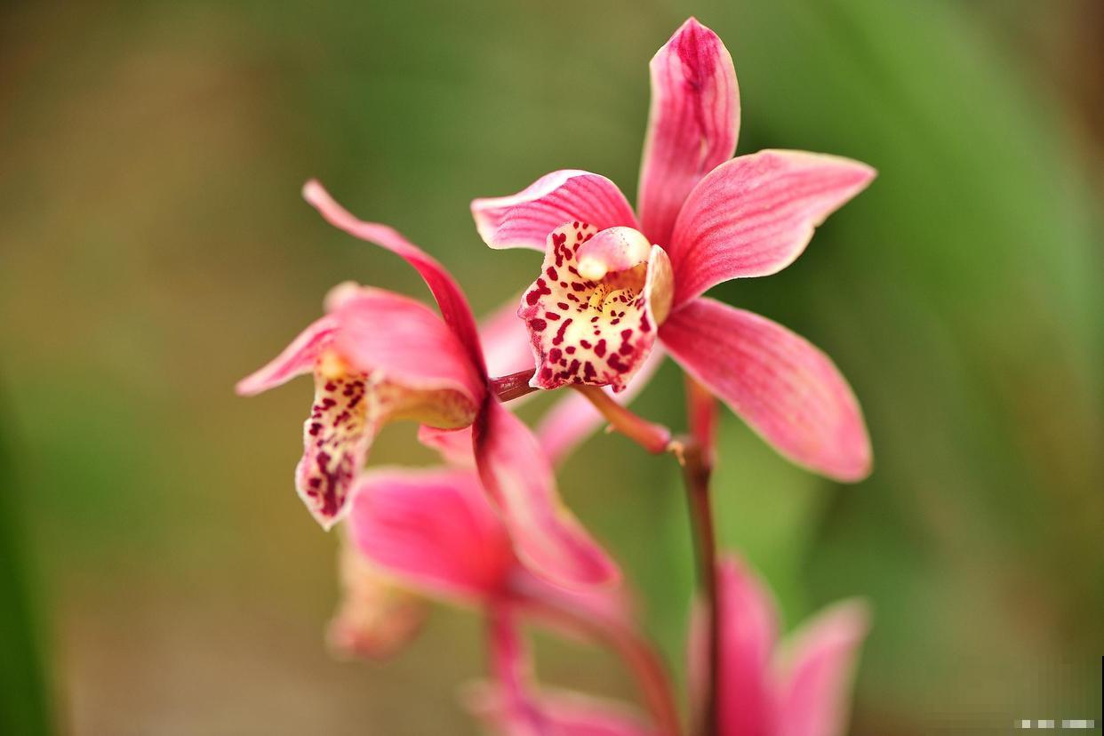 兰花发新芽怎么养护？