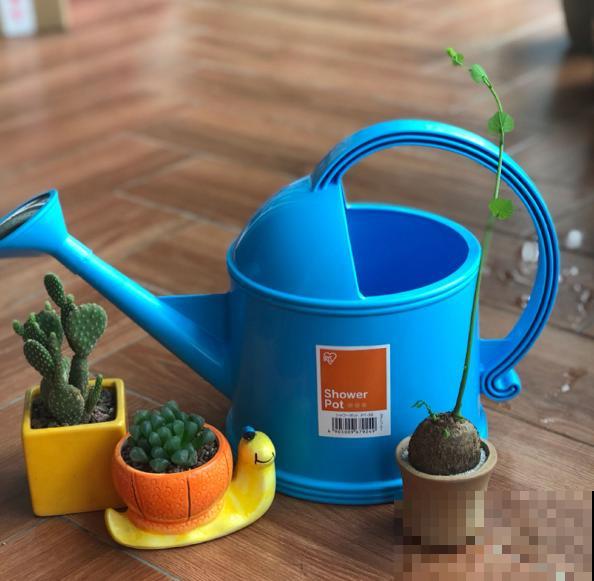 补水也有“窍门”，学会了植物能喝饱，整个秋天长得壮