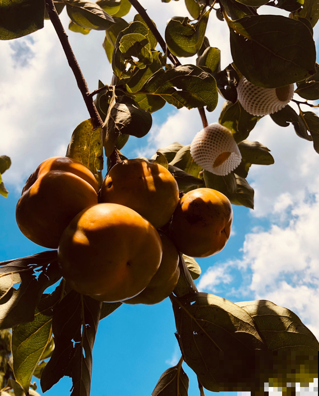 院里一棵柿子树，简单5步，红红火火丰收一片