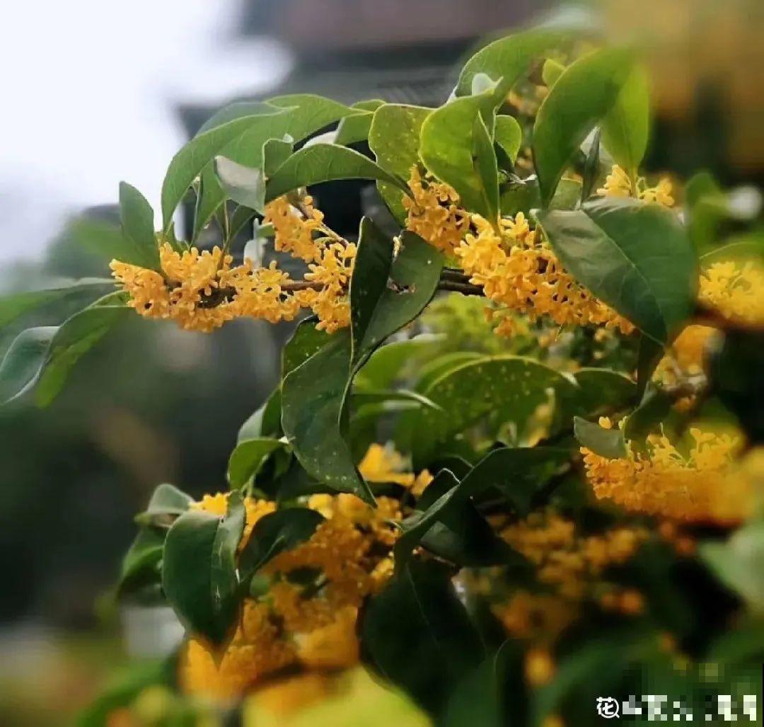 初秋8种花不能剪，轻则不开花，严重可能剩空盆