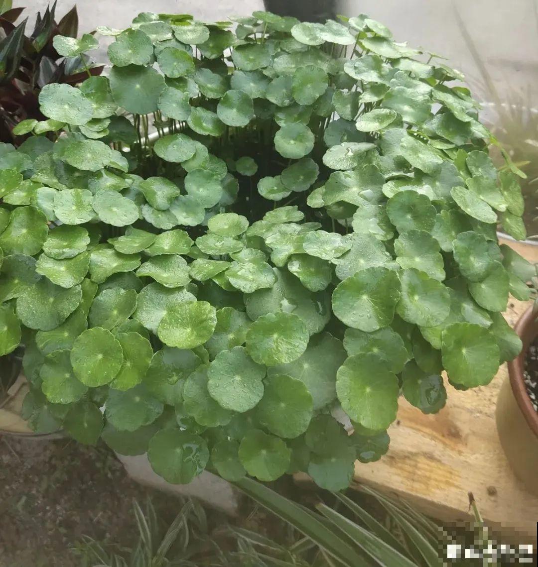 夏天养花，就怕乱浇水，千万不能积水