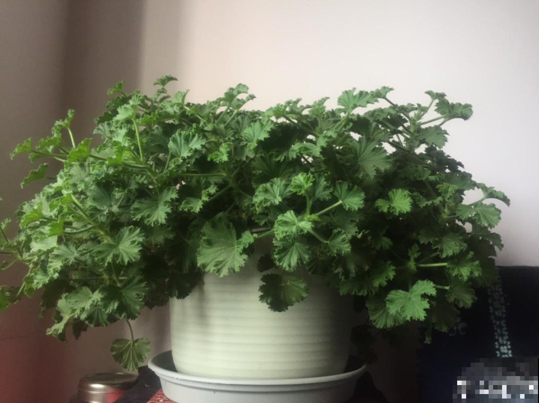 现在给花剪一刀,剪成一个“小平头”,呼呼冒芽爆盆 现在给花剪一刀,剪成一个“小平头”,呼呼冒芽爆盆