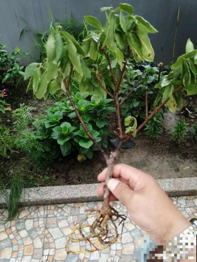 三伏天,8种花进入“鬼门关”,切莫大意 三伏天,8种花进入“鬼门关”,切莫大意