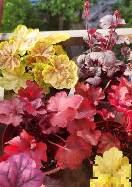 秋天是养花新高峰,院子赶紧种上4种花,美得像幅画 秋天是养花新高峰,院子赶紧种上4种花,美得像幅画