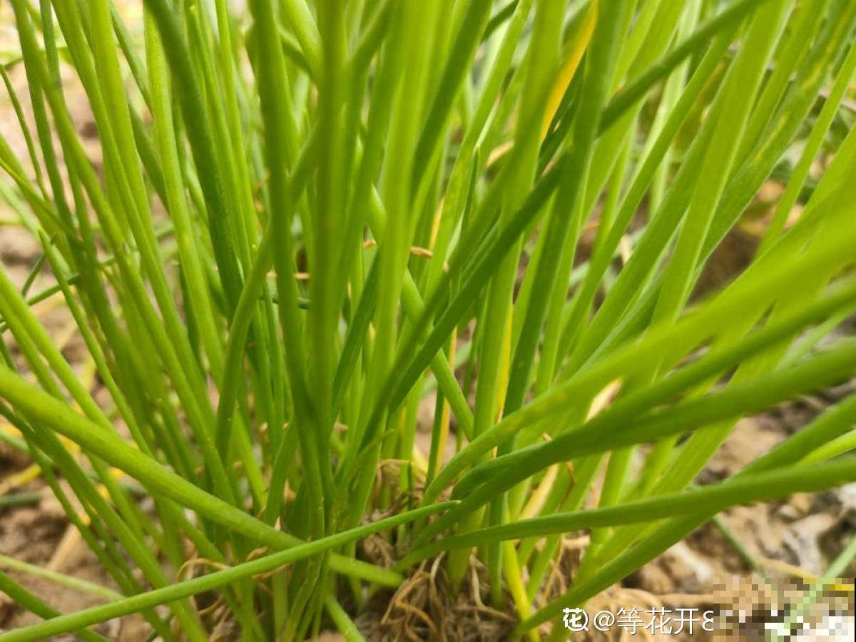 长得像蔬菜的植物，可千万不能吃，中毒就麻烦了