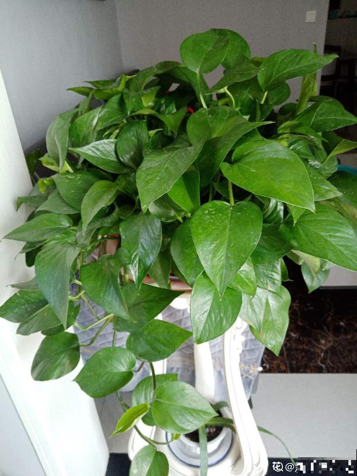 3种大叶子花，有人说“招鬼”有人说“招财”，到底是什么说法？