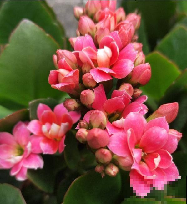 3种花马上要醒了,抓住时机养护,秋天呼呼冒新芽 3种花马上要醒了,抓住时机养护,秋天呼呼冒新芽