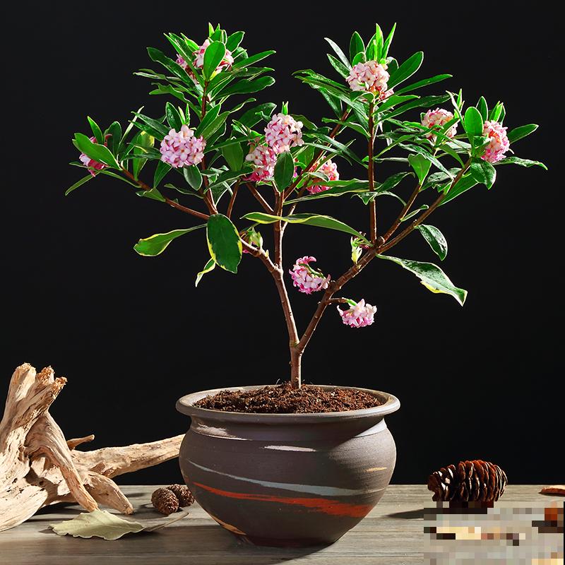 金边瑞香的头号杀手,一旦中招,无力回天! 金边瑞香的头号杀手,一旦中招,无力回天!