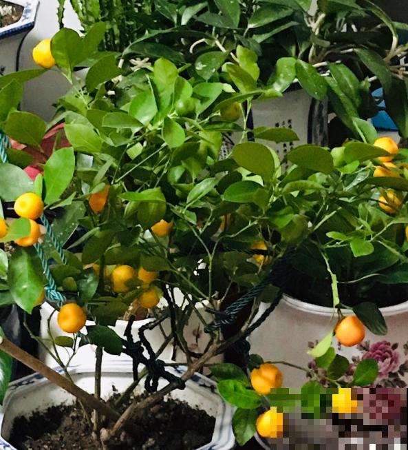盆栽柑橘想结果，只需5个步骤，养好了就能结出“金元宝”