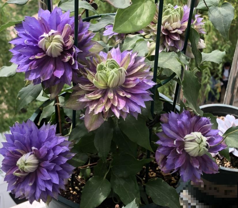 养花入了这仨“坑”,感觉越来越“穷”,你入了哪个坑? 养花入了这仨“坑”,感觉越来越“穷”,你入了哪个坑?