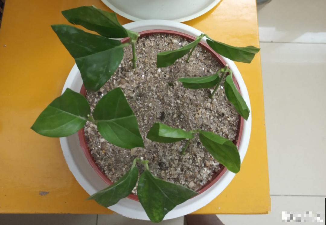 立秋后，7种花要扦插，满盆开花结果子