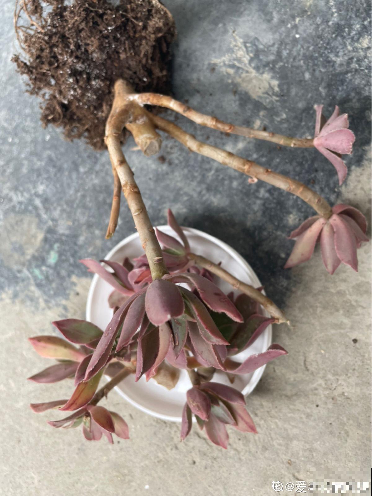 秋天植物苏醒后,重点防烂根,4个要点要做好 秋天植物苏醒后,重点防烂根,4个要点要做好