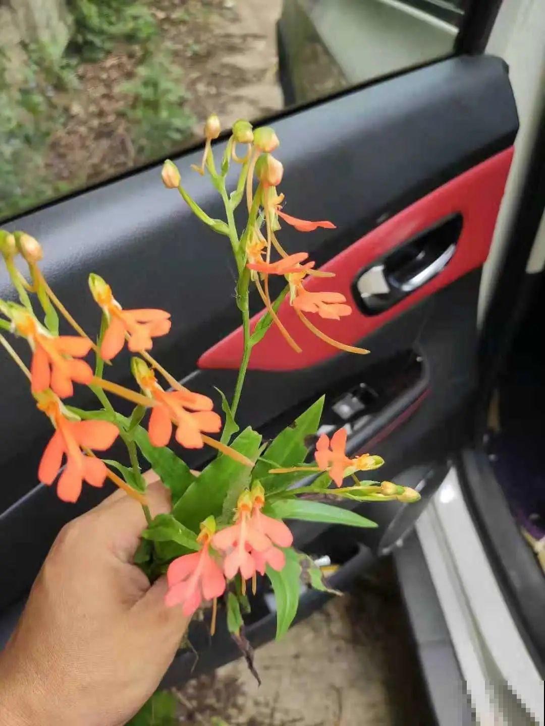 路边野花别乱采，采了有麻烦，再好看也别碰