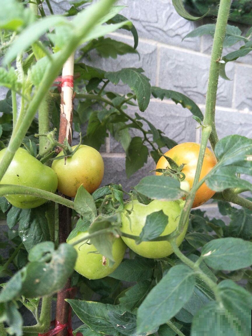 西红柿难清洗？自己养殖，多样清洗，安全又放心