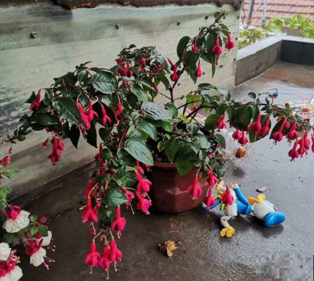 9种花最怕下雨天，一淋雨就死，太心疼了