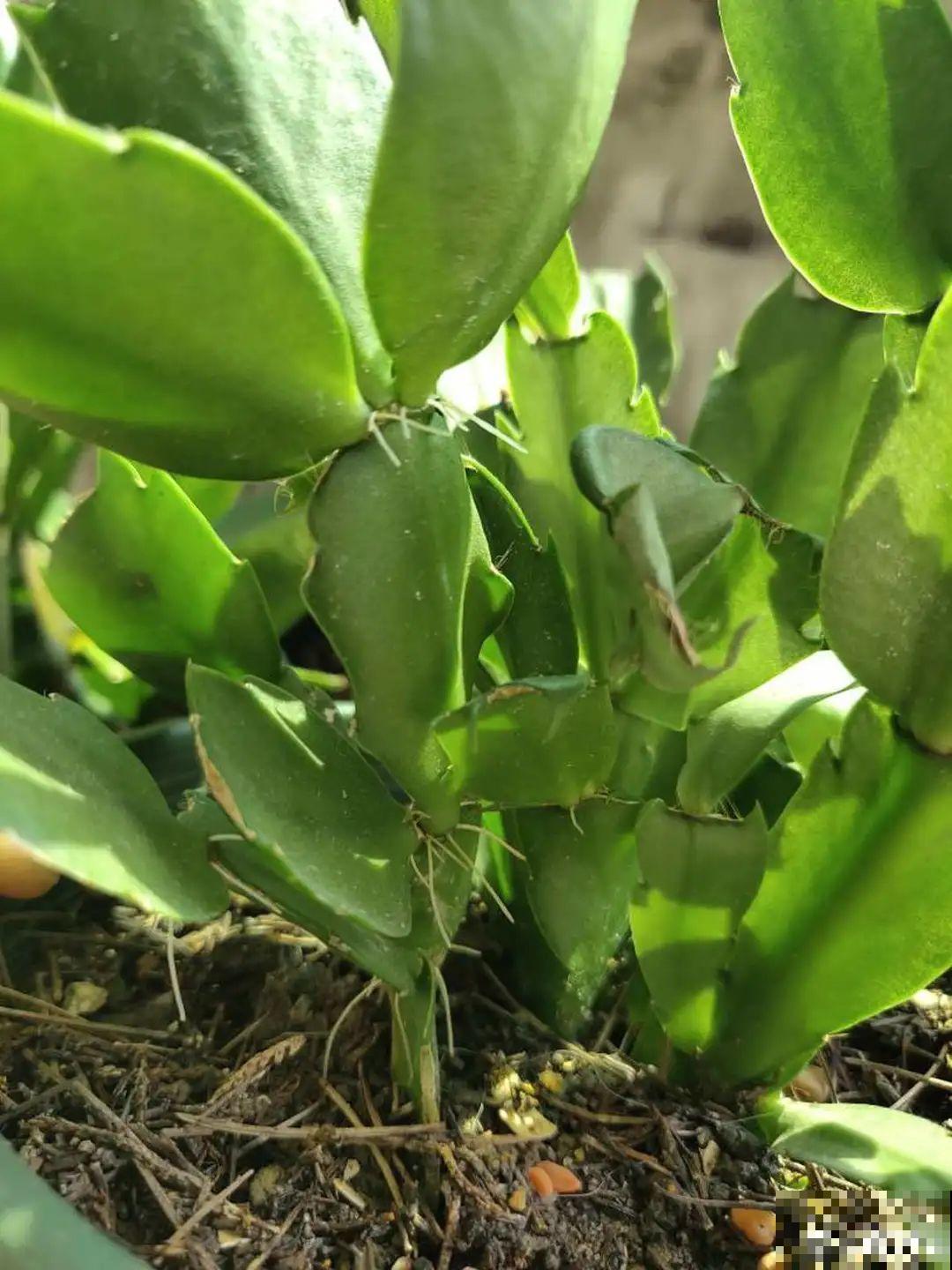 夏天看见气生根,赶紧剪下来,插土里就活 夏天看见气生根,赶紧剪下来,插土里就活