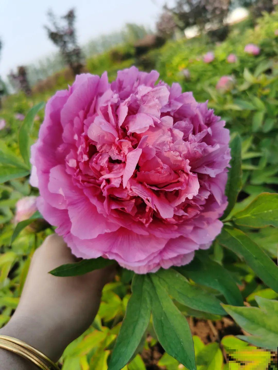 中国人最爱养的花，富贵又大气，养大门口特有面子！