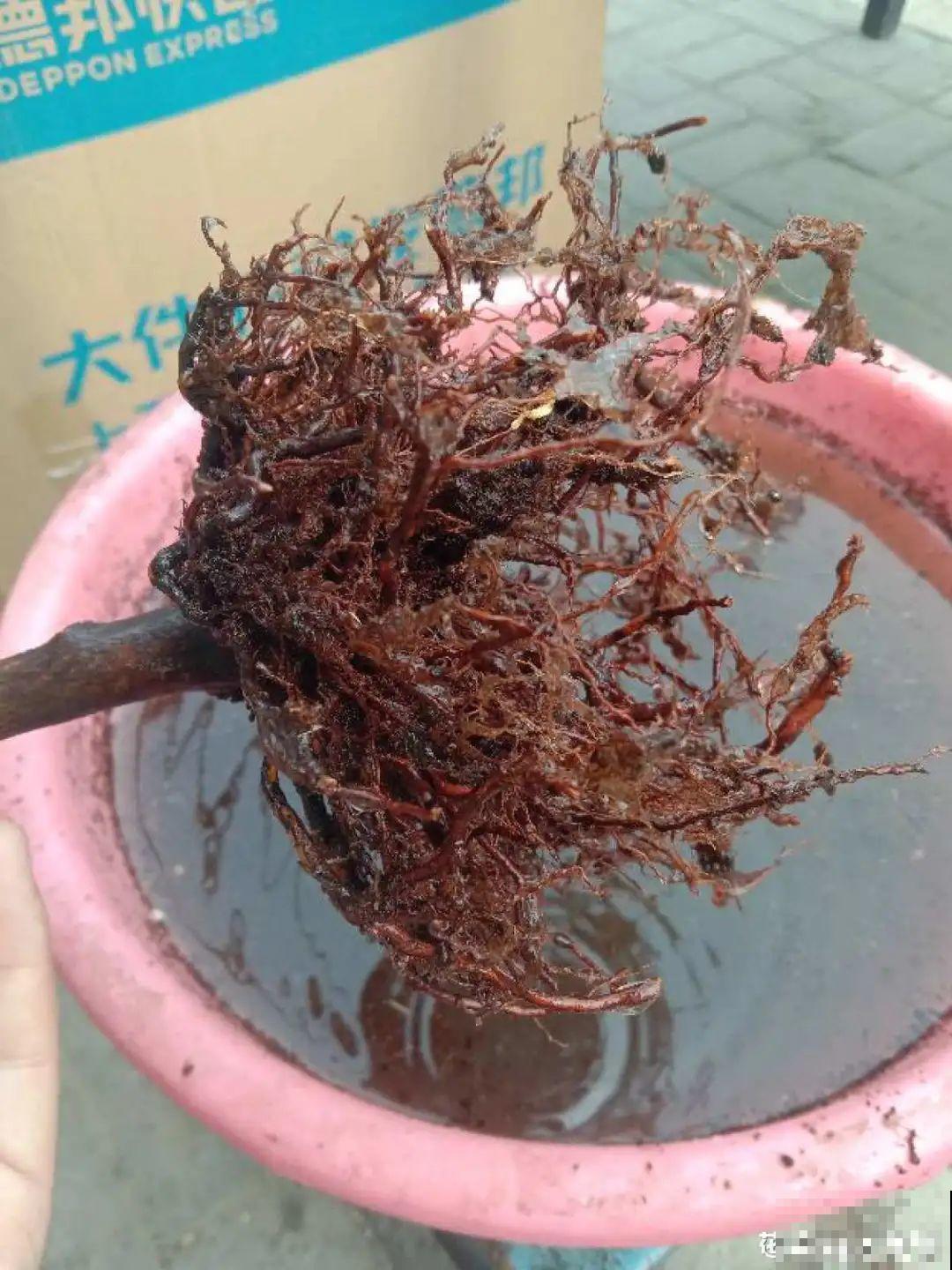 夏天养杜鹃，真是够难的，要注意6个要点