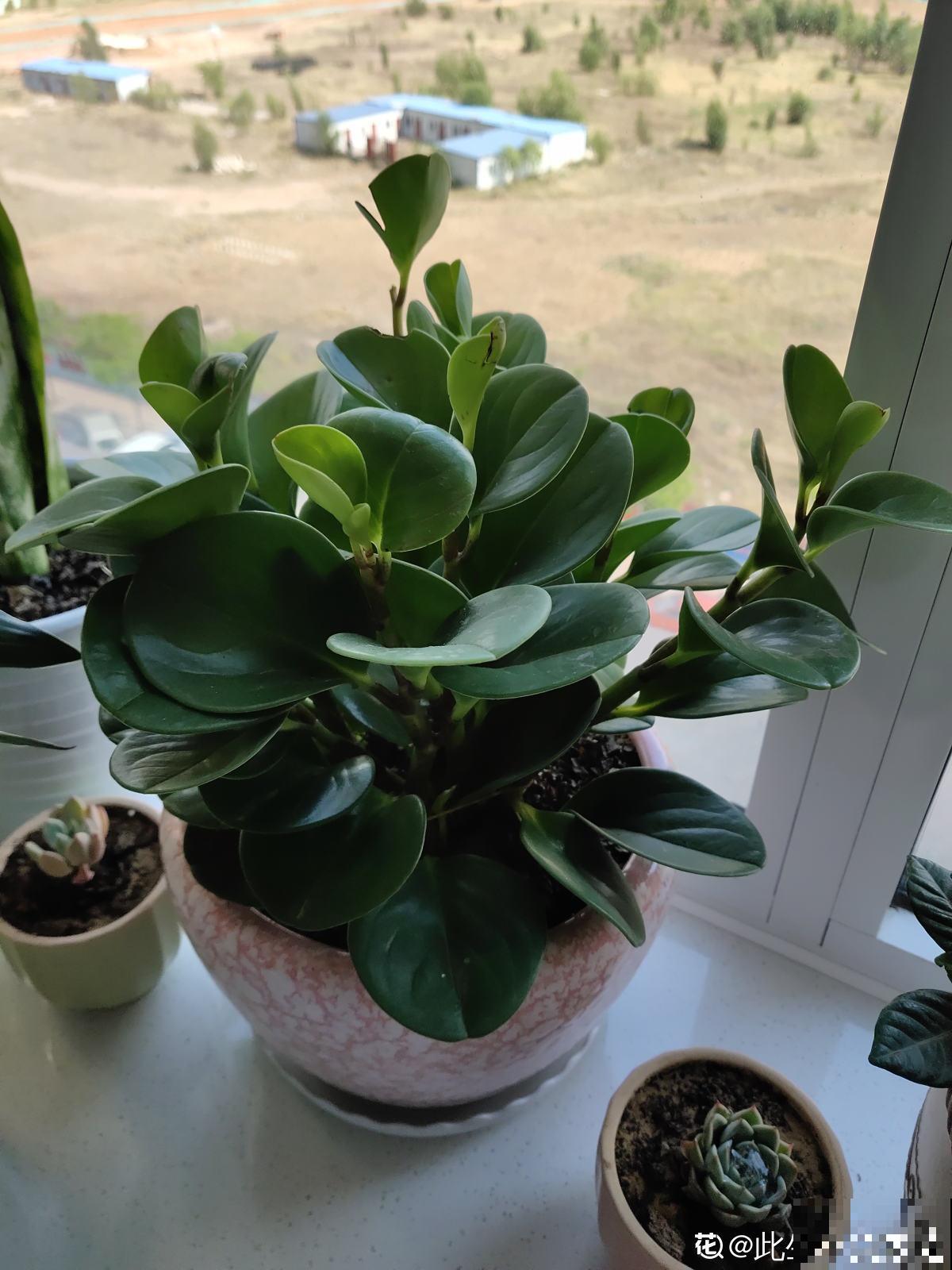 家里没有直射光，适合10种耐阴绿植生长，叶子花花绿绿像油画