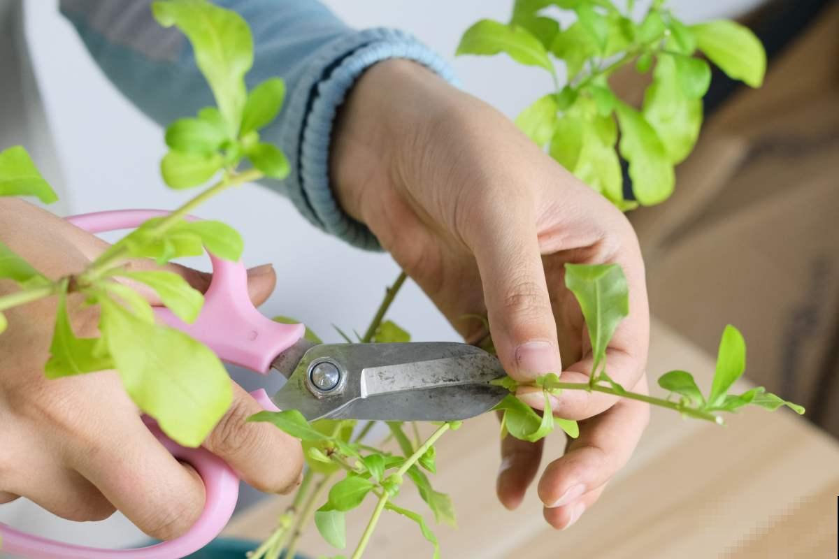 4种花不能惯着,狠狠剪一刀,呼呼冒出“小笋芽” 4种花不能惯着,狠狠剪一刀,呼呼冒出“小笋芽”