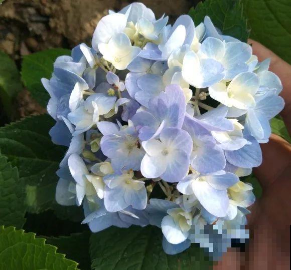 绿化带“壕”无人性，10万块的花堆一起，你认识几个？