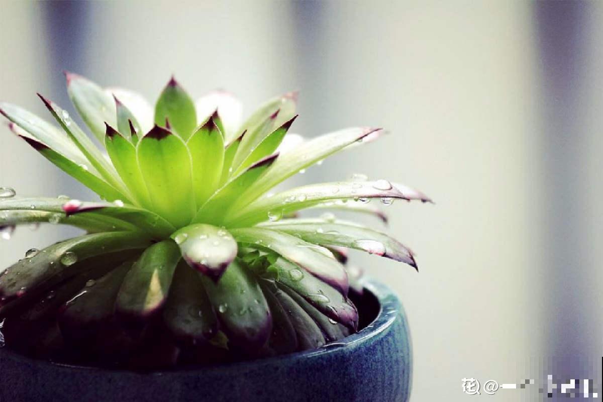 多肉“摊大饼”，解决这3点，叶片挺拔还肥大