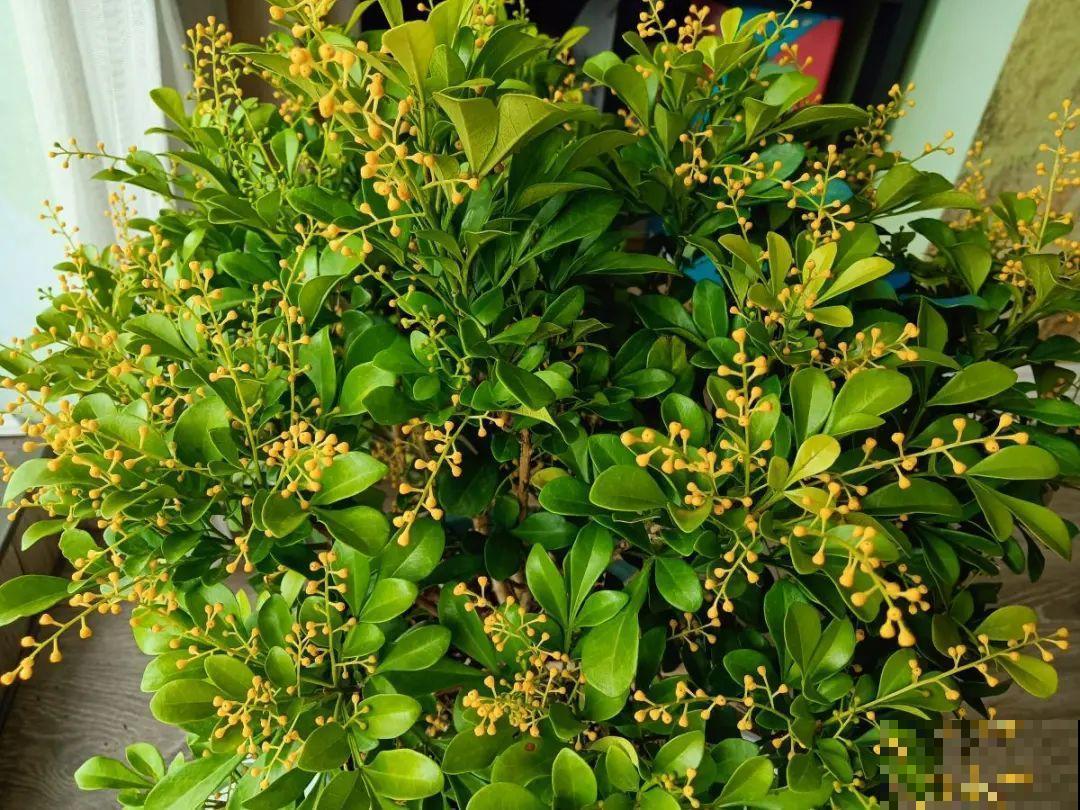 花成了光杆司令，剪一刀撒点药，很快冒新芽