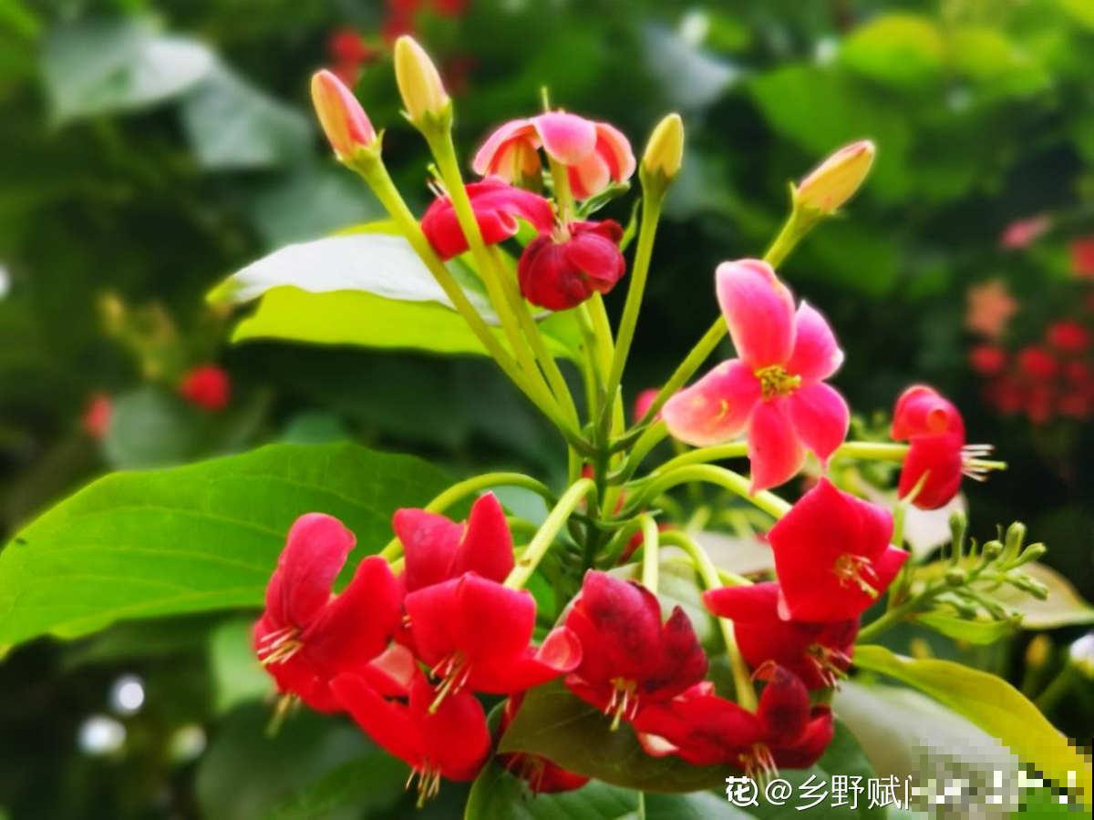 有“商业价值”的植物,绿化带里天天见,不愧是“有颜有市场” 有“商业价值”的植物,绿化带里天天见,不愧是“有颜有市场”