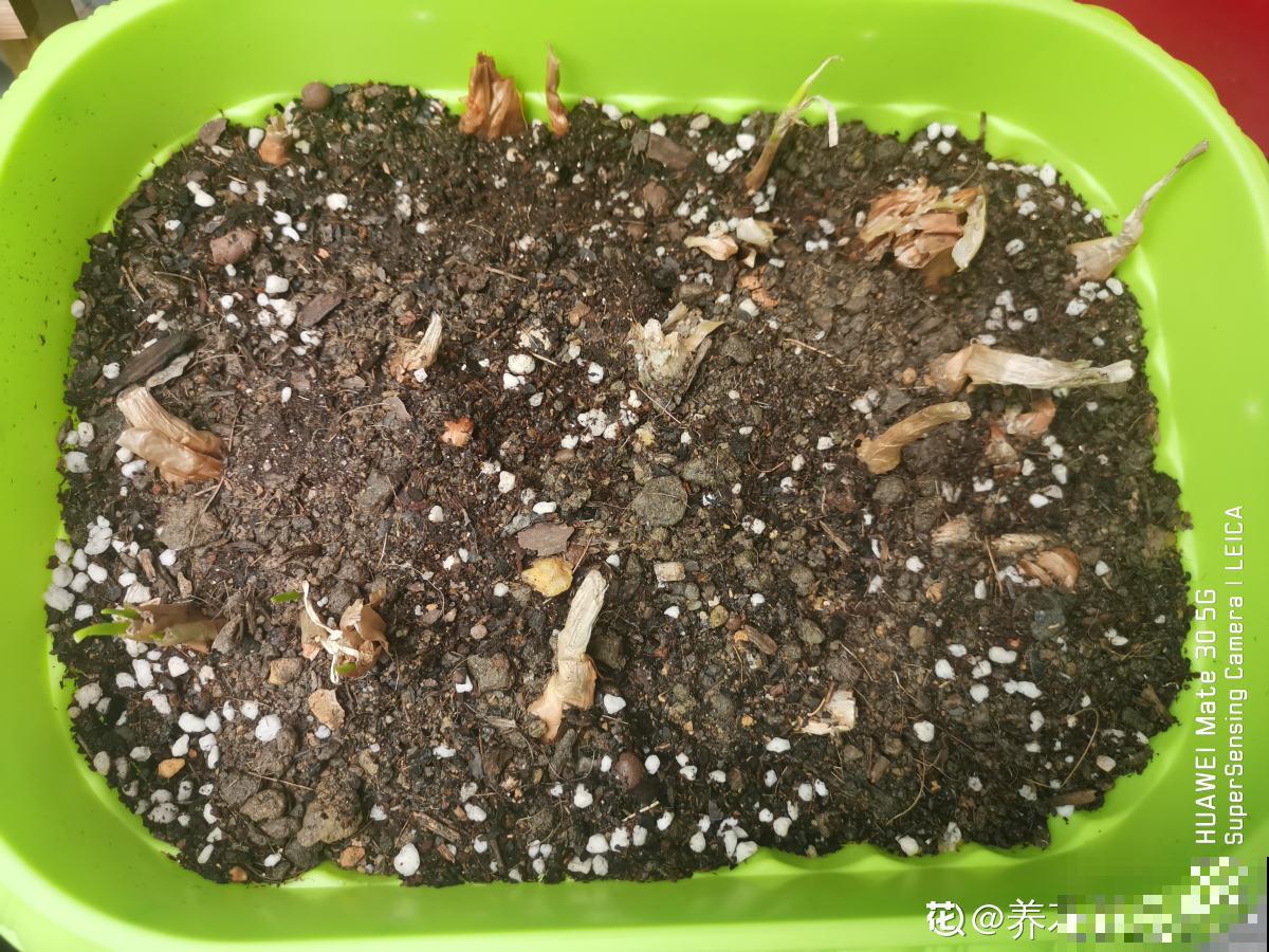 家里的小阳台别养花,几个花盆种点菜,秋天就能吃 家里的小阳台别养花,几个花盆种点菜,秋天就能吃